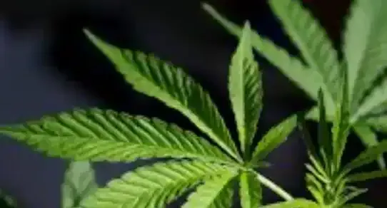 Oklahoma City Marijuana DUI Defense Lawyer