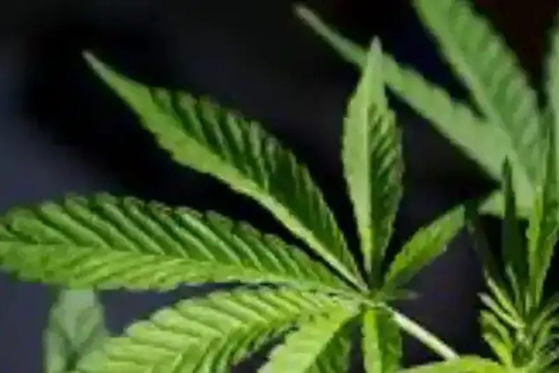 DUI / Drogas